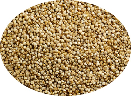 clicca su immagine per consultare dettagli, vedere altre foto e ordinare Spezie Semi di Quinoa selezionata cf. da150 ml. Spezia Fine