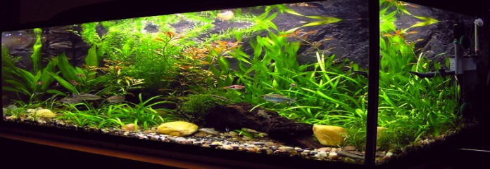 accessori per acquario