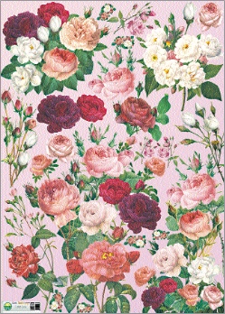 Ass3: 24 Carte x decoupage
