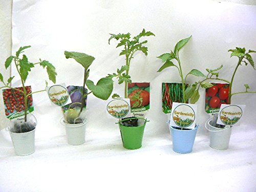Kit 3 Piantine Pomodoro Ciliegino + omaggio (primavera) 