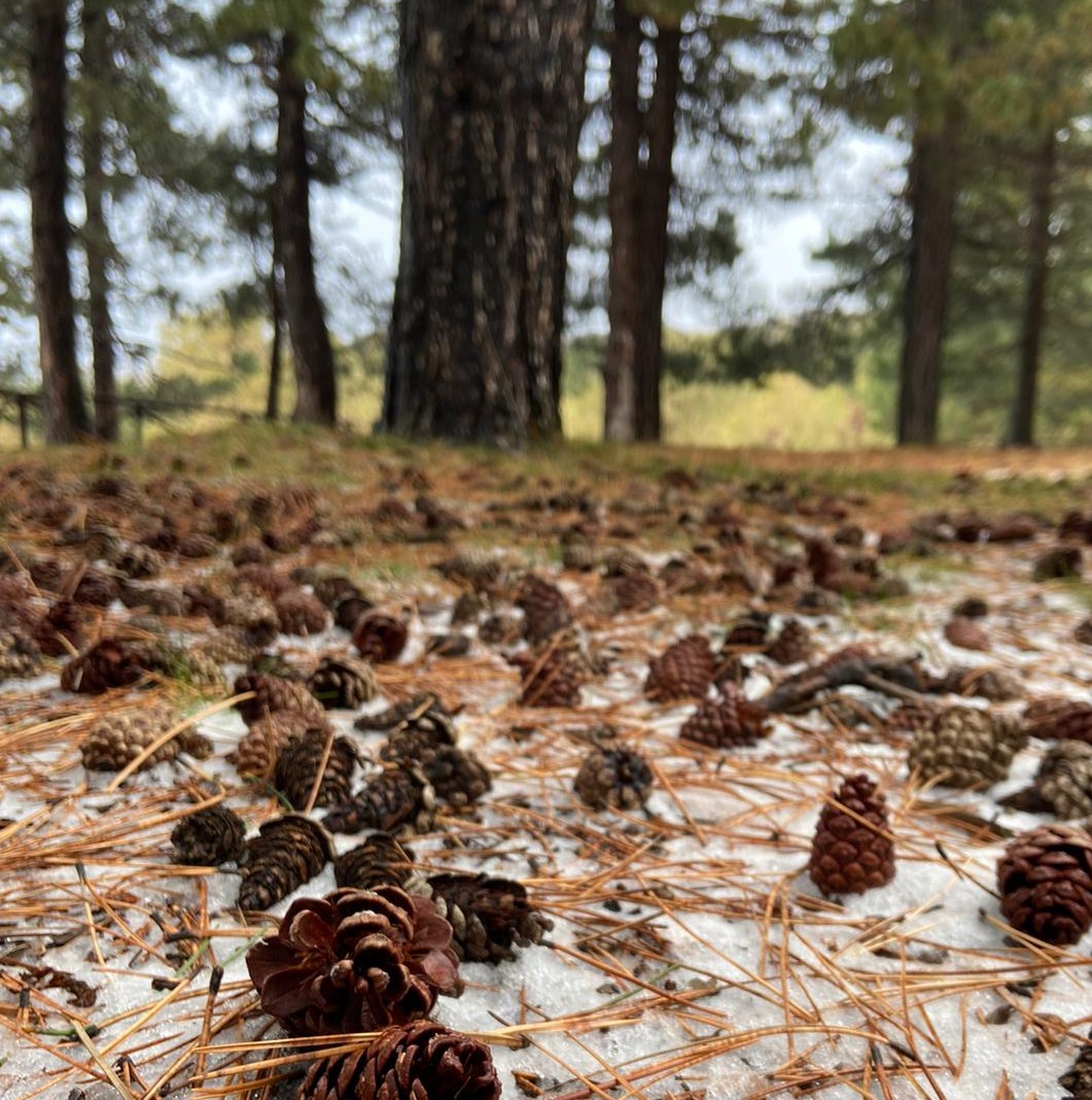 clicca su immagine per consultare dettagli, vedere altre foto e ordinare Pigne naturali decorative per addobbi e confezioni