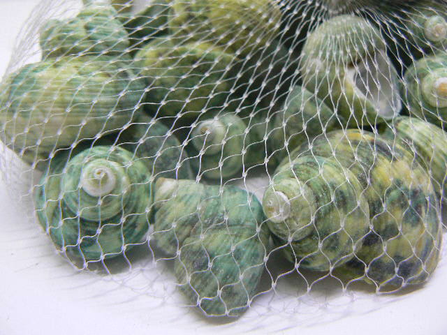 ordina Conchiglie decorative Acquario Lumaca Paguro verde