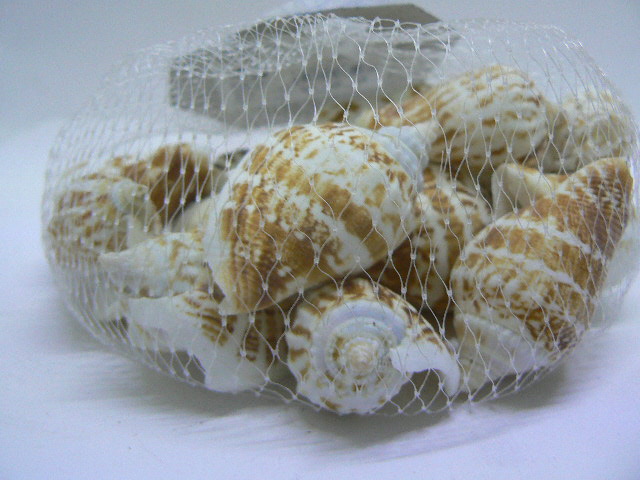 clicca qui per rientrare su Conchiglie decorative per Decorare Acquario varie