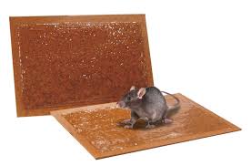 clicca su immagine per consultare dettagli, vedere altre foto e ordinare Trappola per topi e ratti con colla adesiva