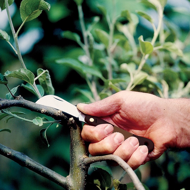 Coltello per Innesto , per il Giardinaggio