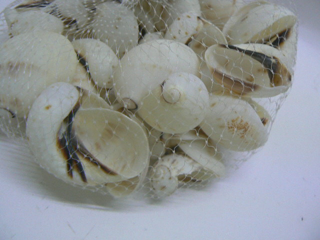 clicca qui per rientrare su Conchiglie decorative per Acquario Bianche